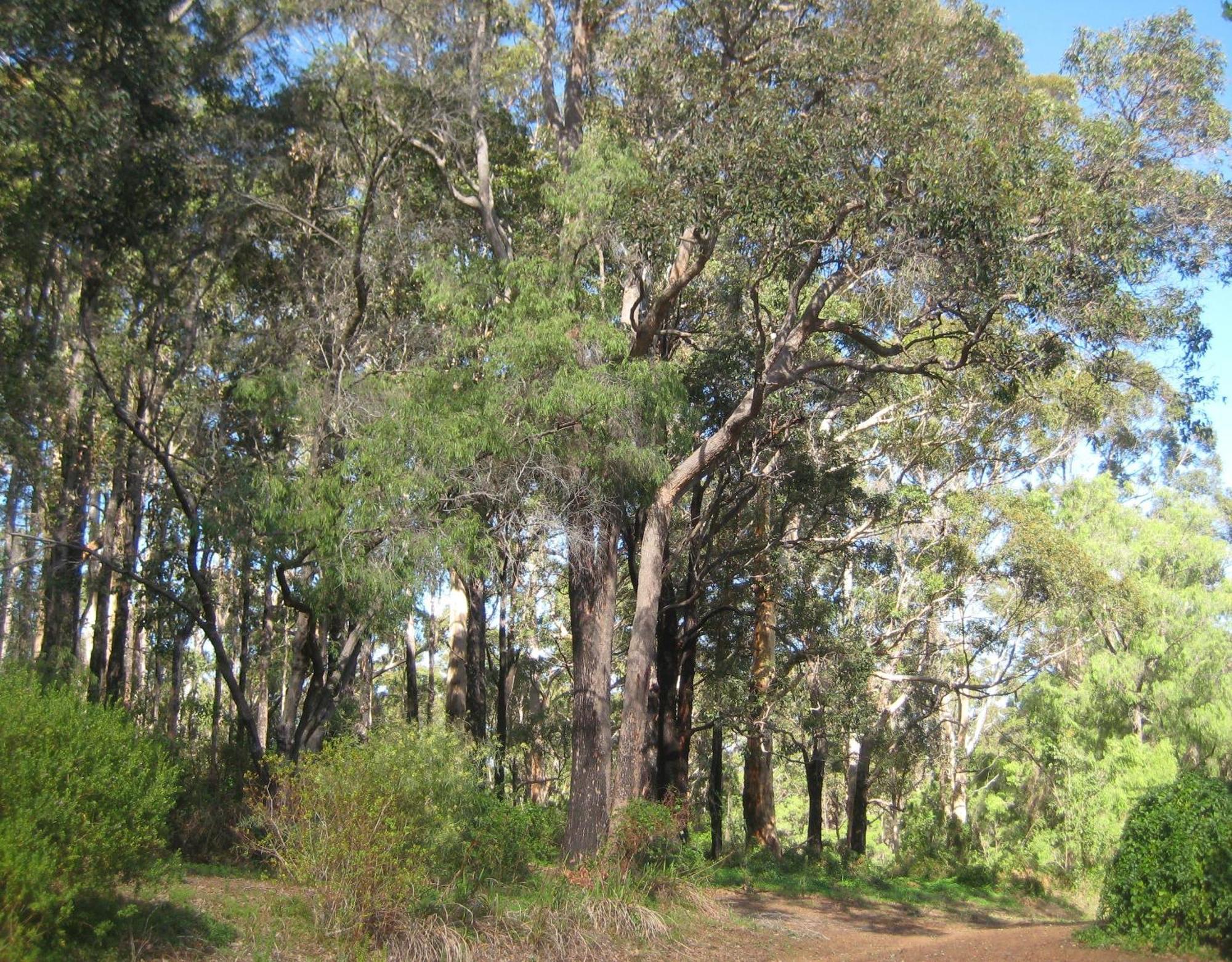 Edge Of The Forest Motel Margaret River Εξωτερικό φωτογραφία